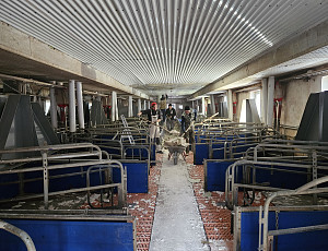 Oprava podhledu stáje chovu prasat